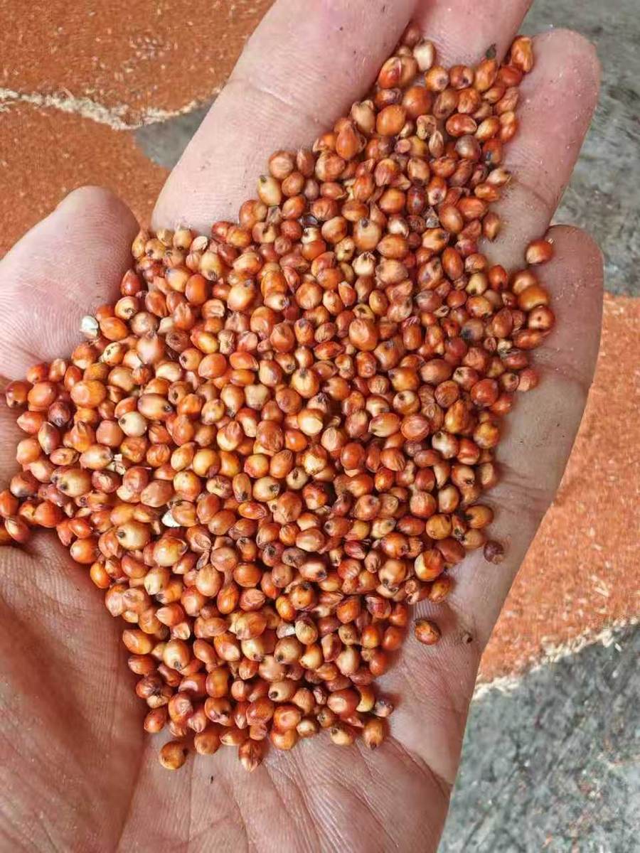 Sorghum