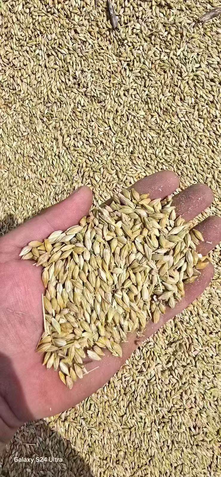 Barley